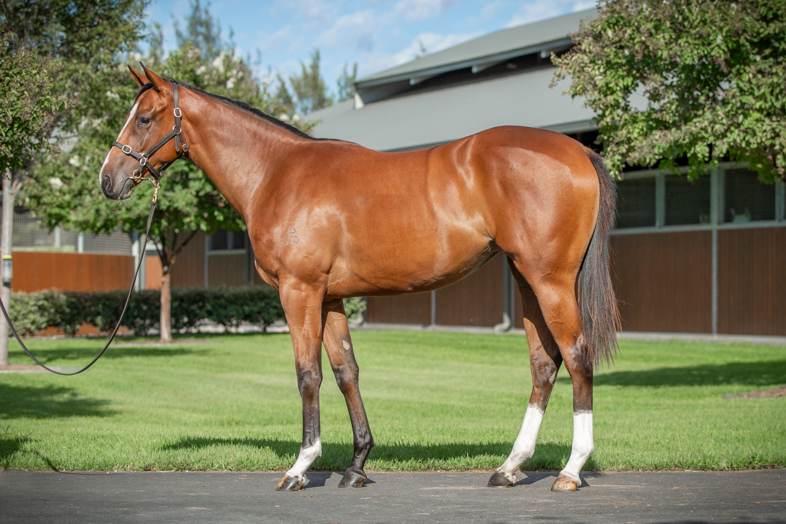 $240,000 filly ex Zurla (by Not A Single Doubt)