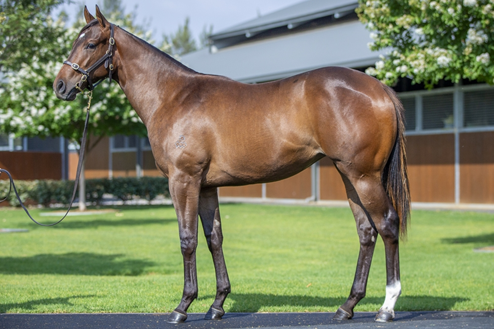 $200,000 Hitotsu filly ex Al Jasrah (by Shirocco)
