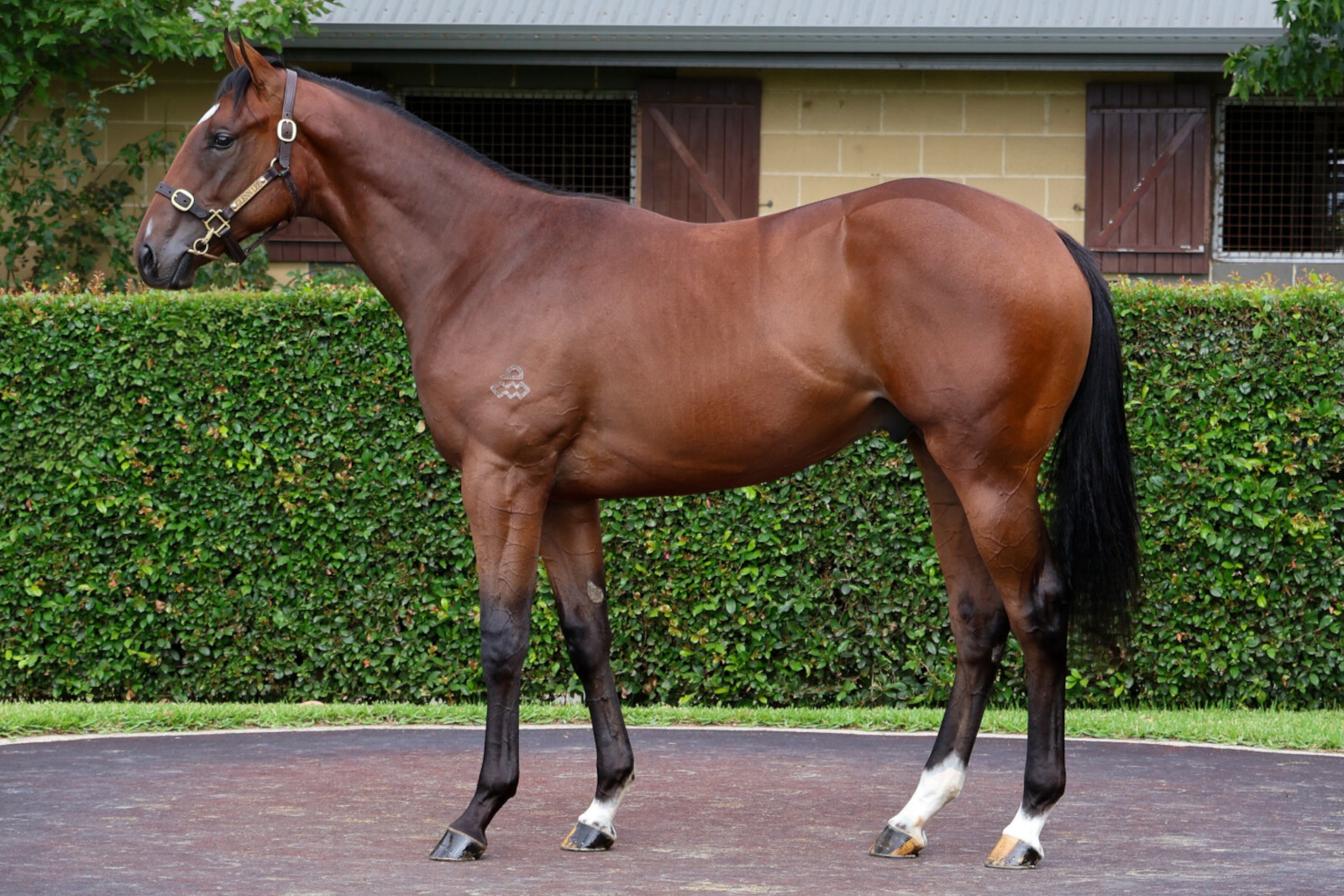 $480,000 Hitotsu colt ex Angel Of Mercy (by Hussonet)