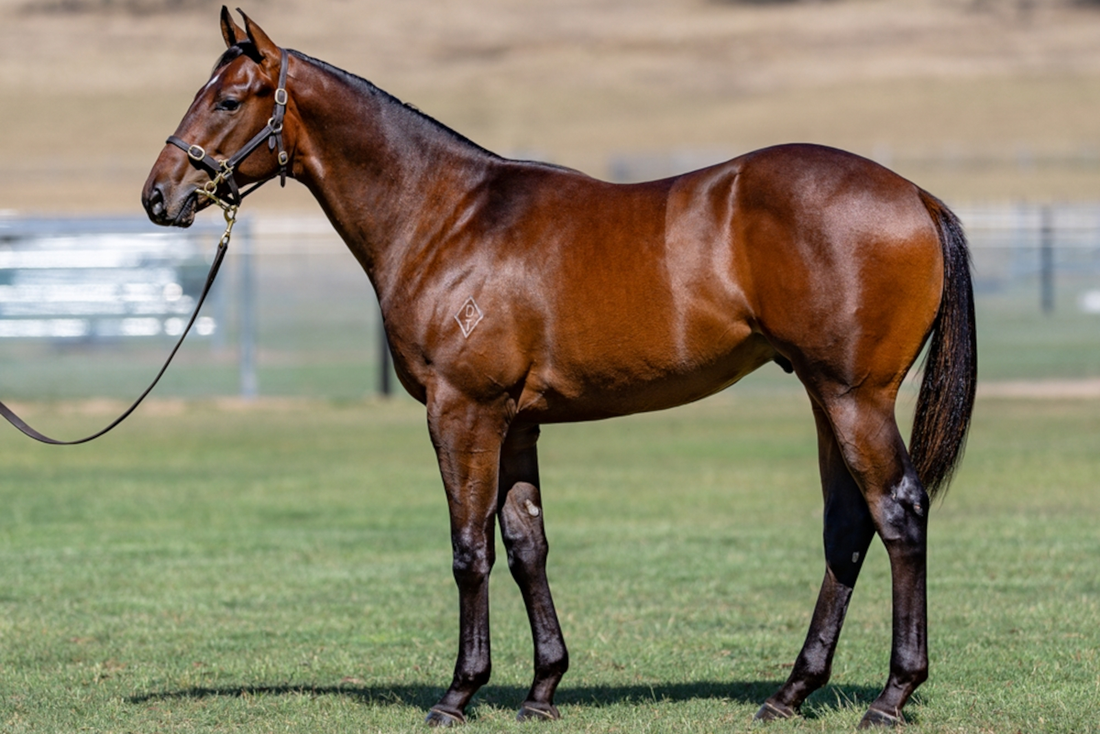 $200,000 Hitotsu colt ex Found The One (by Bel Esprit)