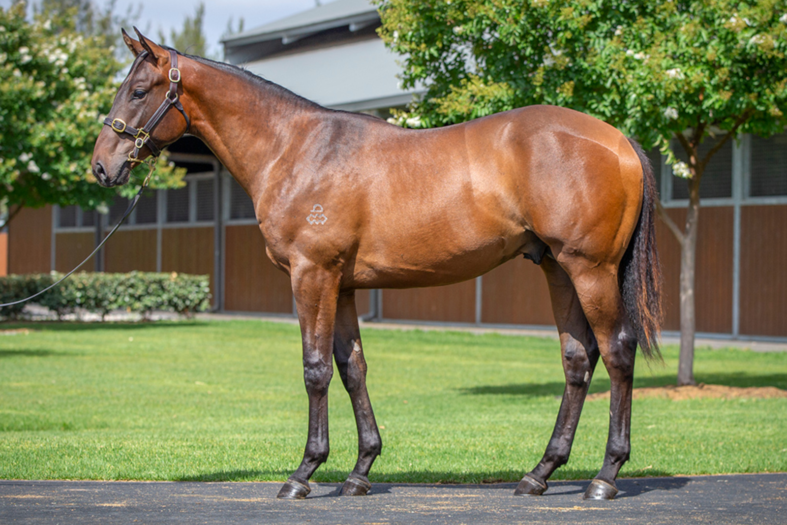 $210,000 Hitotsu colt ex Jackrabbit Jimmy (by I Am Invincible)