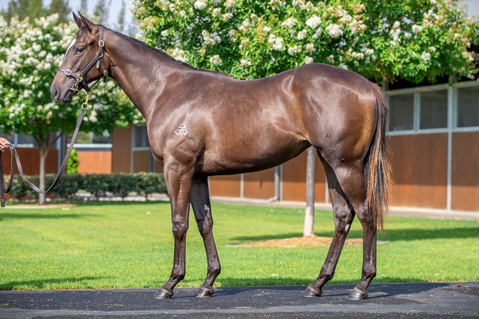 $280,000 Hitotsu filly ex Ms Rodarte (by I Am Invincible)