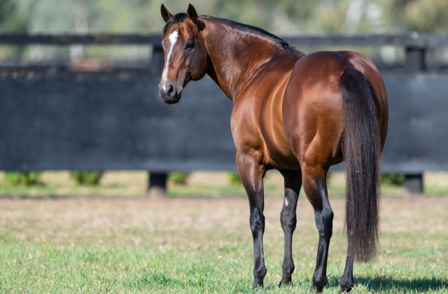 Snitzel’s stupendous season continues