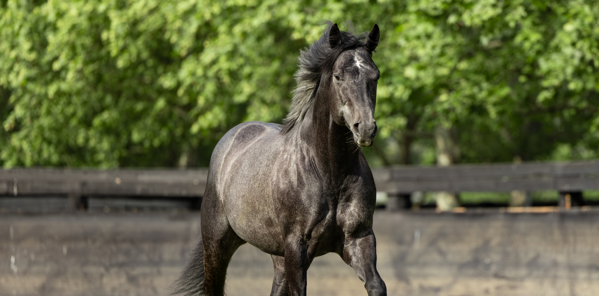 Vandeek’s half-brother wins Irish 2000 Guineas G1