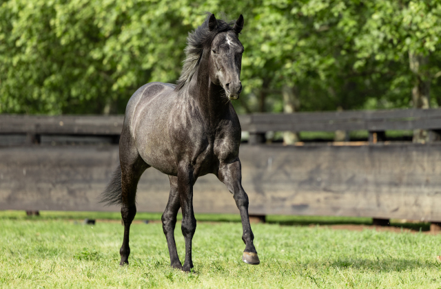 Vandeek’s half-brother wins Irish 2000 Guineas G1