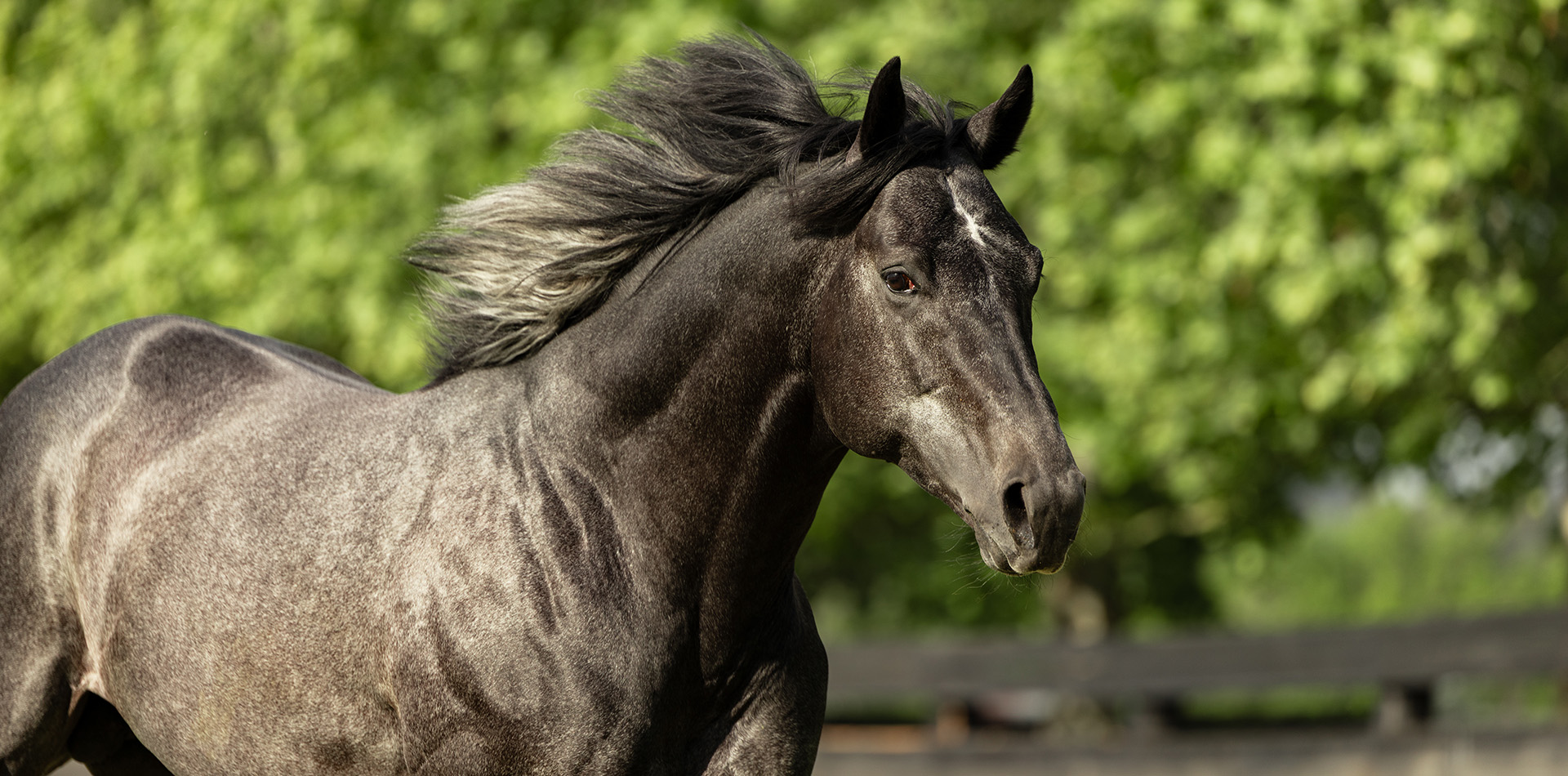 Vandeek to miss the 2026 Southern Hemisphere breeding season