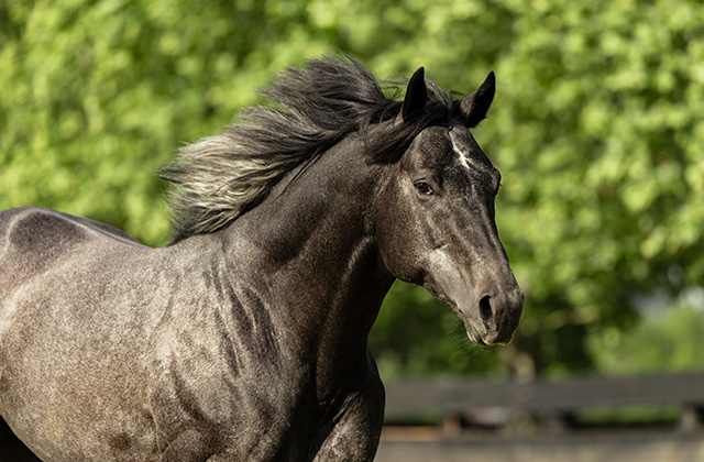 Vandeek to miss the 2026 Southern Hemisphere breeding season