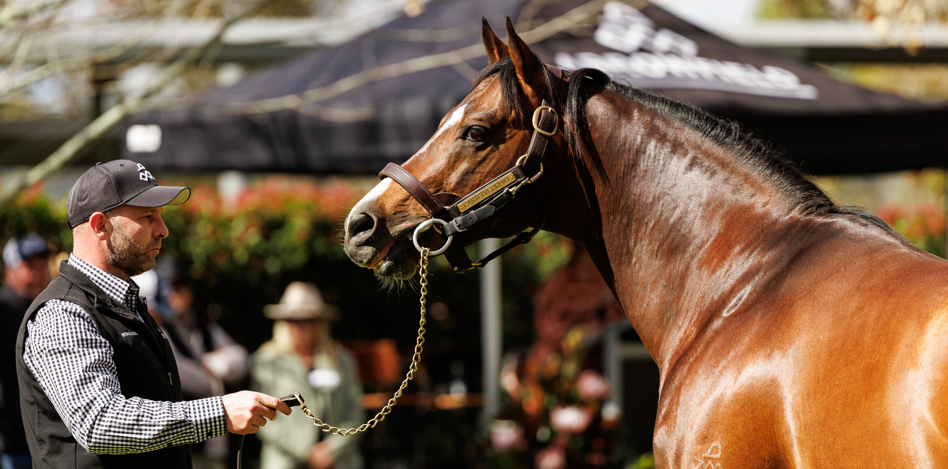 Stakes double for Arrowfield stallions