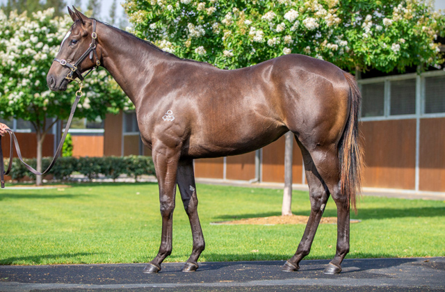 Hitotsu’s first 2YOs: “early signs are very encouraging”